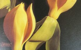 Magnolia-utilis-grafted-35