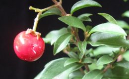 Malpighia-glabra-dwarf-20-