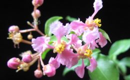 Malpighia-glabra-dwarf-20-1