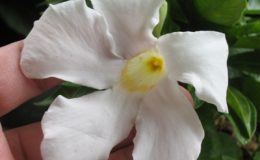 Mandevilla-laxa-TF-20