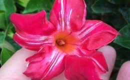 Mandevilla-sanderi-Bicolor-42-