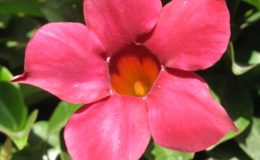 Mandevilla-sanderi-TF-26