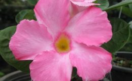 Mandevilla-soft-pink-23