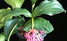 Medinilla-magnificaGiant-leaf-30-e1451326210168