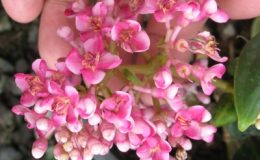 Medinilla-magnificadwarf-30