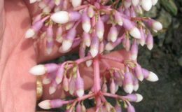 Medinilla-magnificalong-leaf-30-e1451326134201-2