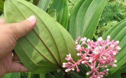 Medinilla-magnificared-vein-30