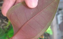 Medinilla-sp-T01-30-