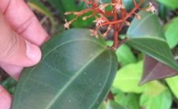 Medinilla-sp-T01-30-1