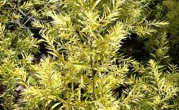 Melaleuca-bracteata-Revolution-Gold-24-e1451325906329