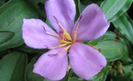 Melastoma-malabathricum-purple-flower-23