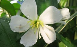 Melastoma-malabathricum-white-flower-26