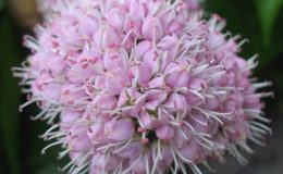Melicope-elleryana-EP-24-