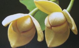 Melodorum-fruticosum-20