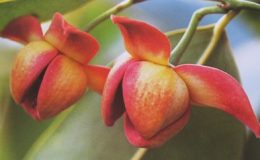 Melodorum-fruticosum-red-flower-35