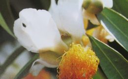 Mesua-ferrea-20