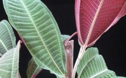 Miconia-magnifica-30-
