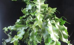 Microsorum-Mermaidtail-x-sp.T03-Africa-40