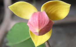 Mitrephora-keithii-purple-flower-35