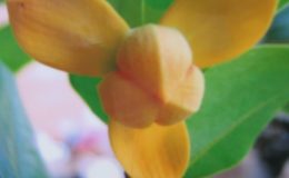 Mitrephora-keithii-yellow-flower-35