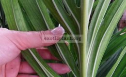 Monstera-Siam-Monster-24-35-1-1