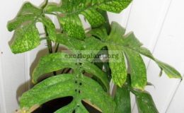 Monstera-Spiderman-30-60-1-1