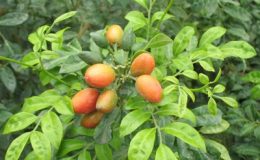 Murraya-paniculata-Dwarf-wavy-leaf-24