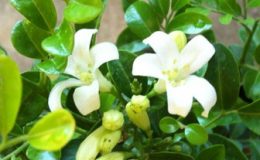Murraya-paniculata-Min-a-min-big-leaf-25-e1451324078383-2
