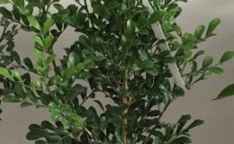Murraya-paniculata-«Min-a-min»-dwarf-