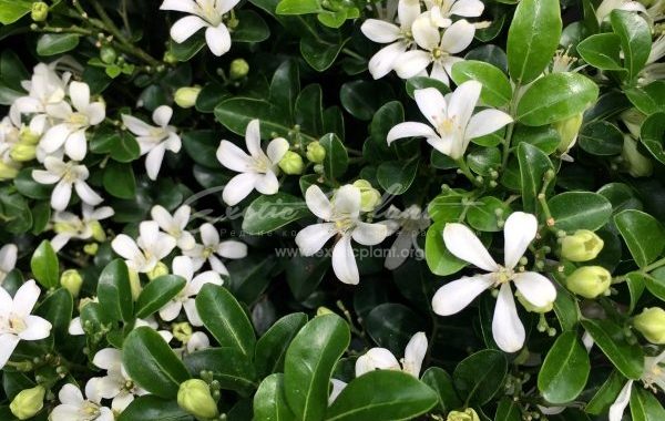 Murraya paniculata ‘Min-a-min’ (big leaf)