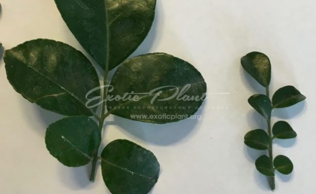 Murraya paniculata ‘Min-a-min’ (big leaf) 25 (слева) Murraya ‘Mim-a-min’ Dwarf (mutation) 27 (справа)