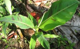 Musa-sp-T01-26