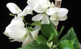 Mussaenda-philippica-White-30