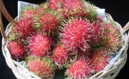 Nephelium-lappaceum-fruit-tree-Sapindaceae-TF-30