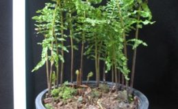 Nephrolepis-Walking-Fern-40