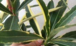 Nerium-oleander-variegated-peach-flower-12-