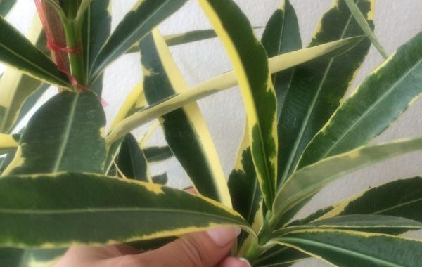 Nerium-oleander-variegated-peach-flower-12-