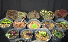 Nervilia-plicata-dwarf-BS-12-20