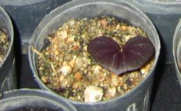 Nervilia-plicata-dwarf10-BS-12-20
