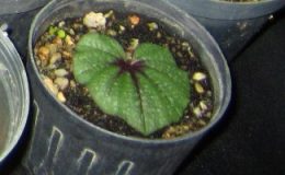 Nervilia-plicata-dwarf11-BS-12-20