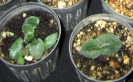 Nervilia-plicata-dwarf12-BS-12-20