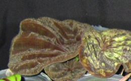 Nervilia-plicata-dwarf4-BS-12-20