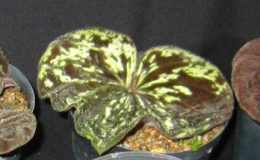 Nervilia-plicata-dwarf6-BS-12-20