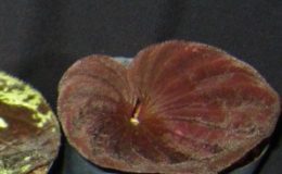 Nervilia-plicata-dwarf7-BS-12-20