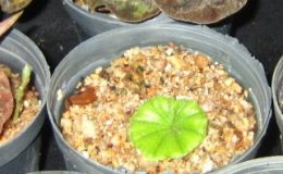 Nervilia-plicata-dwarf9-BS-12-20
