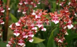 Oncidium-Charlee-Baby