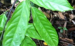 Orophea-enterocarpa-Prachuap-Khirikhan-province-TF-45-