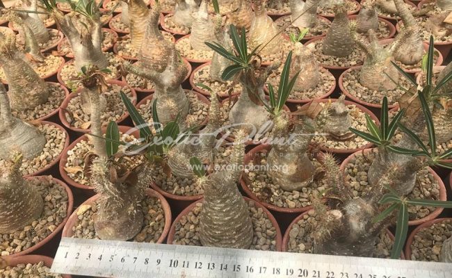 Pachypodium gracilius
