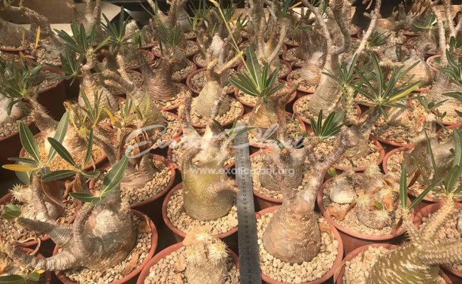 Pachypodium gracilius 175-250