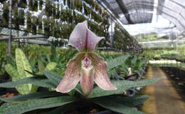 Paph.-Enid